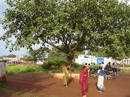 بیدمشک